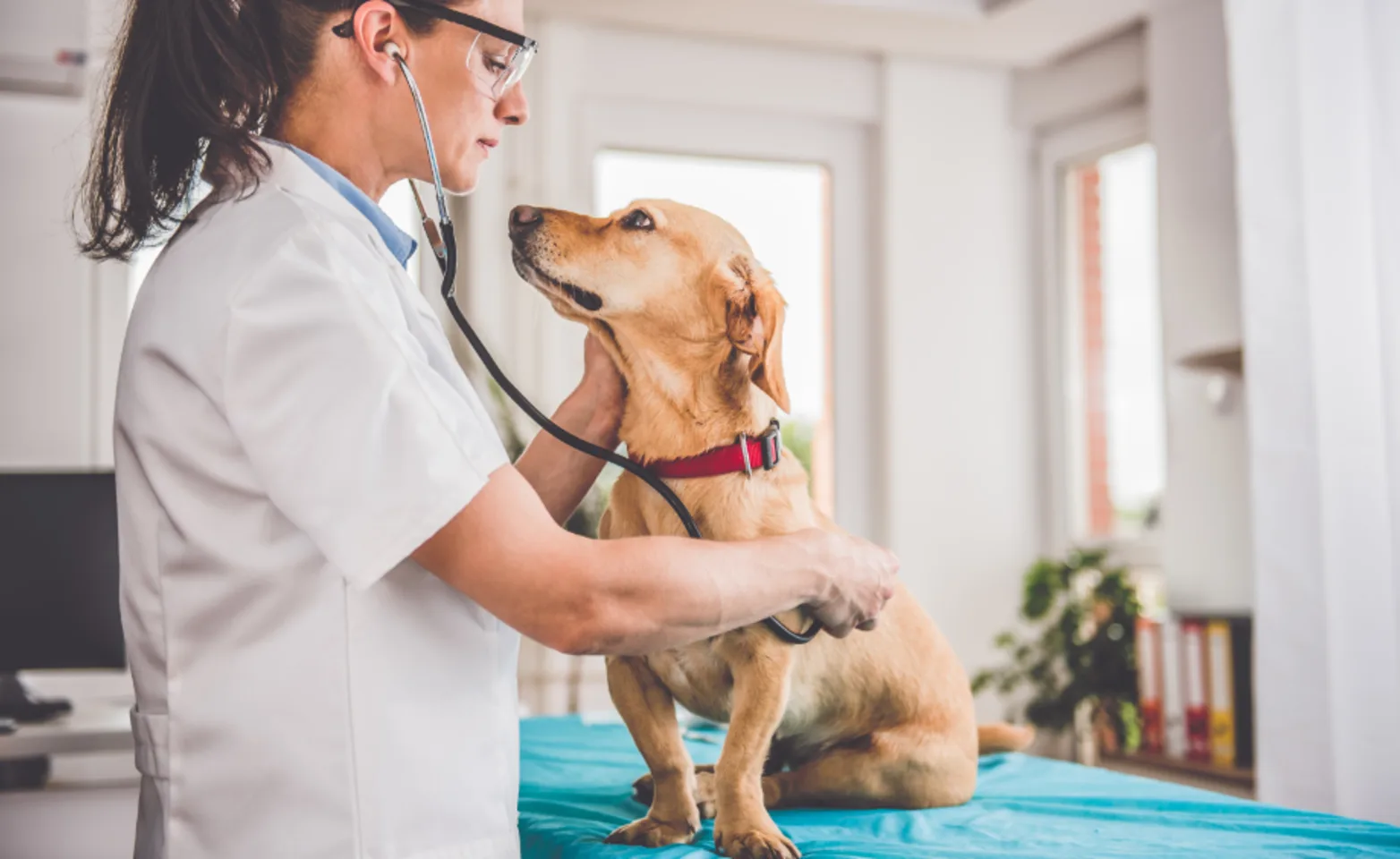 Veterinarian Examining a Dog with Her Stethoscope